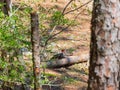 Close up shot of woodpecker in Beavers Bend State Park