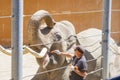 Close up shot of worker feeding elephant