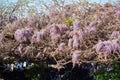 Close up shot of the world oldest Wistaria blossom