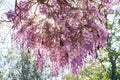 Close up shot of the world oldest Wistaria blossom