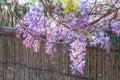 Close up shot of the world oldest Wistaria blossom