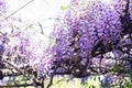 Close up shot of the world oldest Wistaria blossom