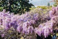 Close up shot of the world oldest Wistaria blossom