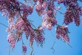 Close up shot of the world oldest Wistaria blossom