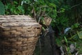 Close up shot of a worn out picnic basket in the nature Royalty Free Stock Photo