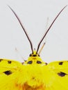 Yellow, black, and white moth in close up of head, antennae, and thorax isolated on white background