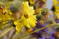 Close-up shot of a yellow California brittlebush flower grown in the garden in spring