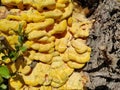 Close-up shot of yellow Chicken of the woods mushrooms grown on a tree near the Lake Greifensee Royalty Free Stock Photo