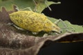 Close up shot of yellow dust weevil insect