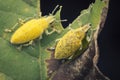 Close up shot of yellow dust weevil insect