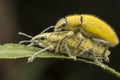 Close up shot of yellow dust weevil insect