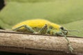 Close up shot of yellow dust weevil insect