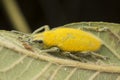 Close up shot of yellow dust weevil insect