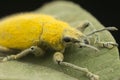 Close up shot of yellow dust weevil insect