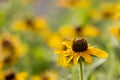 Close-up shot of a yellow flower in full bloom, lush and vibrant against a softly blurred background