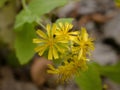 Yellow flowers blooming near the waterfall Royalty Free Stock Photo