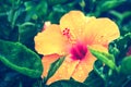 Close-up Yellow hibiscus flowers bloom in the garden with a rainy day, Flower in water. Royalty Free Stock Photo