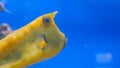 Close up shot of yellow funny fish near corals