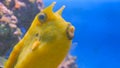 Close up shot of yellow funny fish near corals