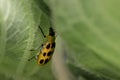 Close up shot of yellow lady bug