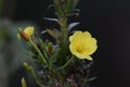 Close-up shot of a yellow Large-flowered evening-primrose flower on a soft blurry background Royalty Free Stock Photo