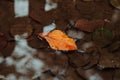 A close up shot of a yellow leaf fallen on a pond in a park in autumn, many muddy leaves beneath it Royalty Free Stock Photo