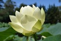 The translucent Yellow or Golden Lotus - nelumbo lutea - American native