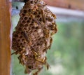 A close up shot of yellow paper wasp nest on a window pan. Paper wasps are vespid wasps that gather fibers from dead wood and Royalty Free Stock Photo