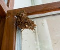 A close up shot of yellow paper wasp nest on a window pan. Paper wasps are vespid wasps that gather fibers from dead wood and Royalty Free Stock Photo