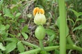 Close-up shot of a yellow pumpkin bud Royalty Free Stock Photo