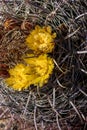 Yellow Red hook Barrel Cactus Flowers Royalty Free Stock Photo