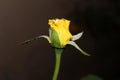 Close up shot of a yellow rose bud Royalty Free Stock Photo