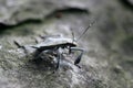 Close up shot of the Yellow spotted stink bug