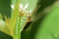 Close up shot of the Yellow spotted stink bug