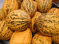 Close-up shot of yellow striped ripe turkish melons, seasonal summer fruits, organic farm product, natural background. Casaba Royalty Free Stock Photo