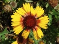 Close up shot of a yellow sunflower with a deep red center and green leaves Royalty Free Stock Photo