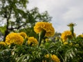 Close-up shot of yellow tagetes flowers growing in the garden Royalty Free Stock Photo