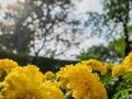 Close-up shot of yellow tagetes flowers growing in the garden Royalty Free Stock Photo