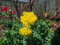 Close-up shot of yellow to greenish yellow flowers of golden root or rose root Rhodiola rosea in the garden Royalty Free Stock Photo
