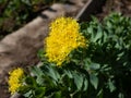 Close-up shot of yellow to greenish yellow flowers of golden root or rose root Rhodiola rosea in the garden Royalty Free Stock Photo