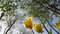 Close up shot of yellow tulips in Emirgan Park