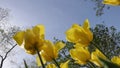 Close up shot of yellow tulips in Emirgan Park