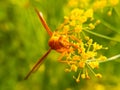 Close up shot of yellow wasp on the Dill flower Royalty Free Stock Photo