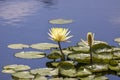 Yellow Water Lily flower in the pond Royalty Free Stock Photo