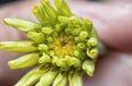 Close up shot of  yellow zinnia bud. Royalty Free Stock Photo