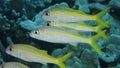 Close up shot of a Yellowfin Goatfish Royalty Free Stock Photo