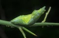 Close up shot of the papilio demoleus pupa. Royalty Free Stock Photo