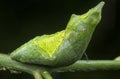 Close up shot of the papilio demoleus pupa. Royalty Free Stock Photo