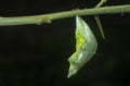 Close up shot of the papilio demoleus pupa. Royalty Free Stock Photo