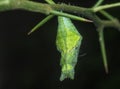 Close up shot of the papilio demoleus pupa. Royalty Free Stock Photo